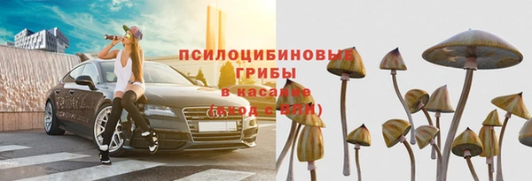 хмурый Аркадак